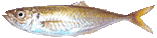 鯵